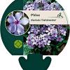 Phlox div. 'Chattahoochee' Pot 9 cm