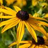 Rudbeckia f. 'Goldschirm' Pot 9 cm
