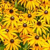 Rudbeckia f. 'Goldschirm' Pot 9 cm