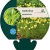 Santolina rosmarinifolia Pot 9 cm