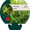 Satureja montana Pot 9 cm