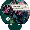 Saxifraga c. 'Black Ruby' Pot 9 cm