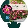 Saxifraga (A) 'Peter Pan' Pot 9 cm