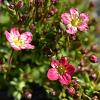 Saxifraga (A) 'Peter Pan' Pot 9 cm
