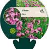 Silene dioica Pot 9 cm
