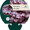 Heuchera 'Plum Pudding' Pot 9 cm
