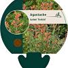 Agastache barberi 'Firebird' Pot 9 cm