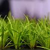 Carex oshim. 'Evergreen' Pot 2 Liter
