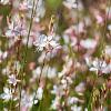 Gaura l. 'Snowstorm' Pot 9 cm
