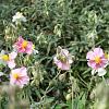 Helianthemum 'Wisley Pink' Pot 9 cm