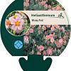 Helianthemum 'Wisley Pink' Pot 9 cm