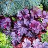 Heuchera 'Wild Rose' Pot 9 cm