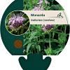 Monarda bradburiana Pot 9 cm