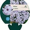 Phlox (S) 'Bavaria' Pot 9 cm