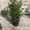 Prunus l. Sofia Pot 3 Liter 