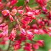 Heuchera sang. 'Leuchtkäfer' Pot 9 cm