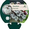 Heuchera 'Silver Scrolls' Pot 9 cm