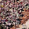 Heuchera 'Silver Scrolls' Pot 9 cm