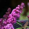 Buddleja Free Petite Tutti Fruitti Pot 2 Liter