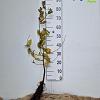 Carpinus betulus Losse wortel 60 - 80 cm