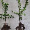 Carpinus betulus Losse wortel 60 - 80 cm