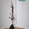 Carpinus betulus Losse wortel 150 - 175 cm