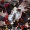 Heuchera 'Stormy Seas' Pot 9 cm