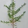 Carpinus betulus Losse wortel 175 - 200 cm