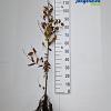 Carpinus betulus Losse wortel 100 - 125 cm