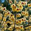 Chimonanthus praecox Pot 12 liter 60 - 80 cm