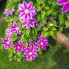 Clematis 'Dr Ruppel' Pot 2,25 Liter
