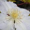 Clematis 'Gladys Picard' Pot 2,25 Liter