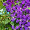 Clematis 'Jackmanii' Pot 2,25 Liter