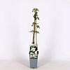 Clematis 'Joe' Pot 2,25 Liter