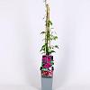 Clematis 'Madame Julia Correvon' Pot 2,25 Liter