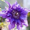 Clematis 'Multi Blue' Pot 2,25 Liter
