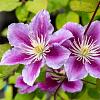 Clematis 'Piilu' Pot 2,25 Liter