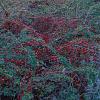 Cotoneaster lacteus Pot 7,5 Liter 60 - 80 cm