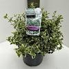 Euonymus fort. 'Emerald Gaiety' Pot 5 Liter 40 - 50 cm