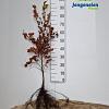Fagus sylvatica Losse wortel 80 - 100 cm