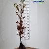Fagus sylvatica Losse wortel 125 - 150 cm