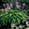 Hosta 'August Moon' Pot 9 cm