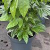 Fatsia japonica Pot 7,5 Liter 
