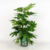 Fatsia japonica Pot 7,5 Liter 
