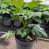 Fatsia japonica Pot 7,5 Liter 