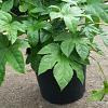 Fatsia japonica Pot 7,5 Liter 