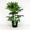 Fatsia japonica Pot 12 liter 