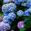 Hydrangea macrophylla Pot 5 Liter 