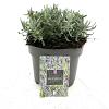 Lavandula ang. 'Hidcote' Pot 2 Liter