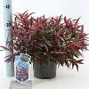 Leucothoe keiskei Burning Love Pot 2 Liter